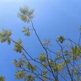 似是而非