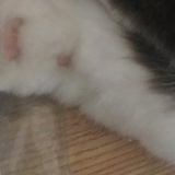 LH