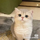 甜密密