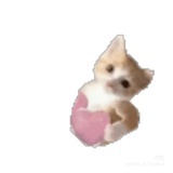 灼华🍓