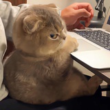 本大王研究发现