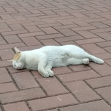 鱼虾一整碗