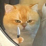 带刀小猫🐱