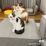 妞妞猫的家