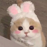 阿竹