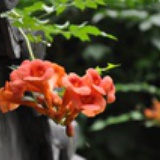 eveningrain