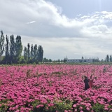烟波江上