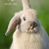兔子大侠