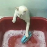 碳基生物吃碳水