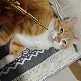 猫哥