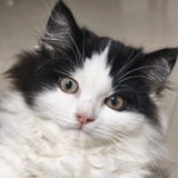 石狮猴