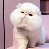 豆友薄荷公子