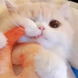 我要吃吃吃
