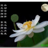 海棠