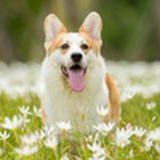 好的吧