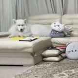 moyo