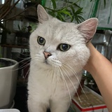 木子姐姐