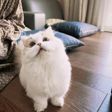 Ppppp