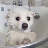 清炒苦瓜