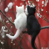 猫喵喵