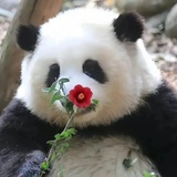 橘子酱