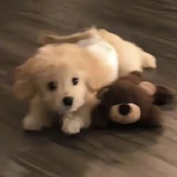 一只饿饿小狗