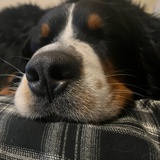 EIN