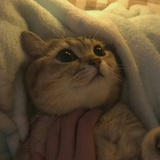 是狗是猫是老鼠