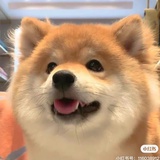 May辞