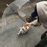 土豆可不好吃