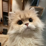 给我吃口白菜