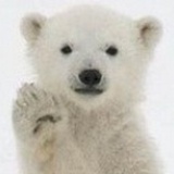 bear