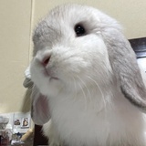 烈性犬