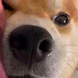 朱诺