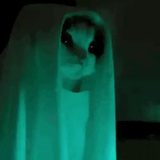 仙龙遗孤