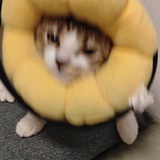 澳白不白
