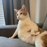 逅面