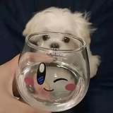 头像不是笨人