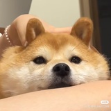 小馒头片