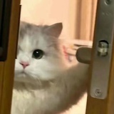 danta