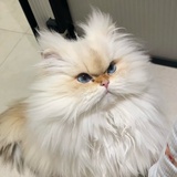 抵触文盲
