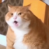 Oh