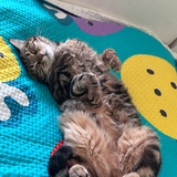 master kiwi