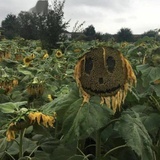 无边丝雨细如愁