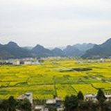 莲花白