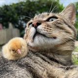诚招招财猫师傅