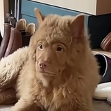土松momo🐕