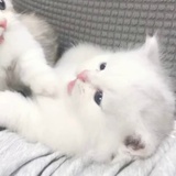伞下人