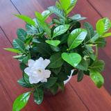 羽毛
