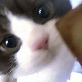 猫咔咔咔